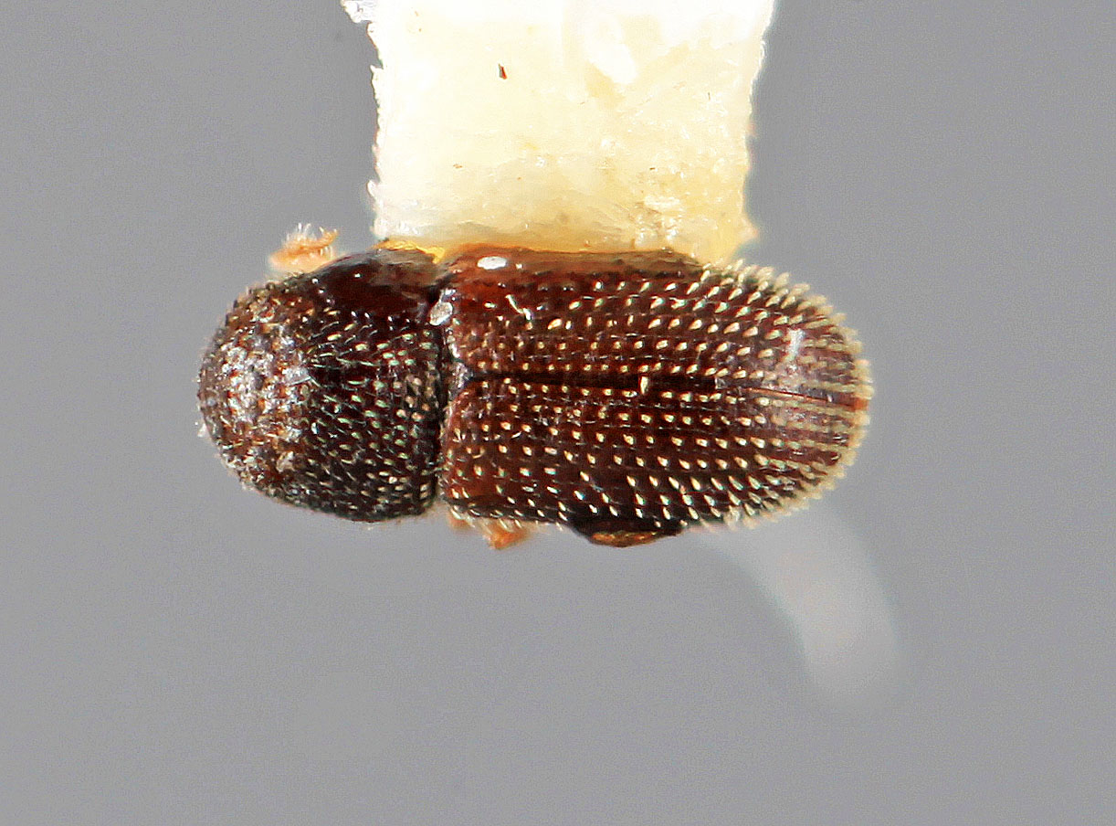 Genus / Species: Stegomerus parvatis | Image Author: SM Smith | Location: Honduras, Cortés, La Lima | Image Type: holotype | Collection: Entomology
