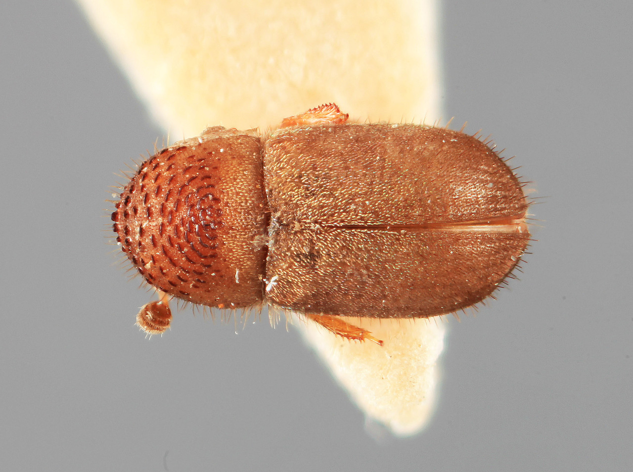 Genus / Species: Cryphalus fulmineus | Image Author: SM Smith | Location: India, Uttar Pradesh, Tharali, Garhwal | Image Type: holotype | Collection: Forest Research Institute