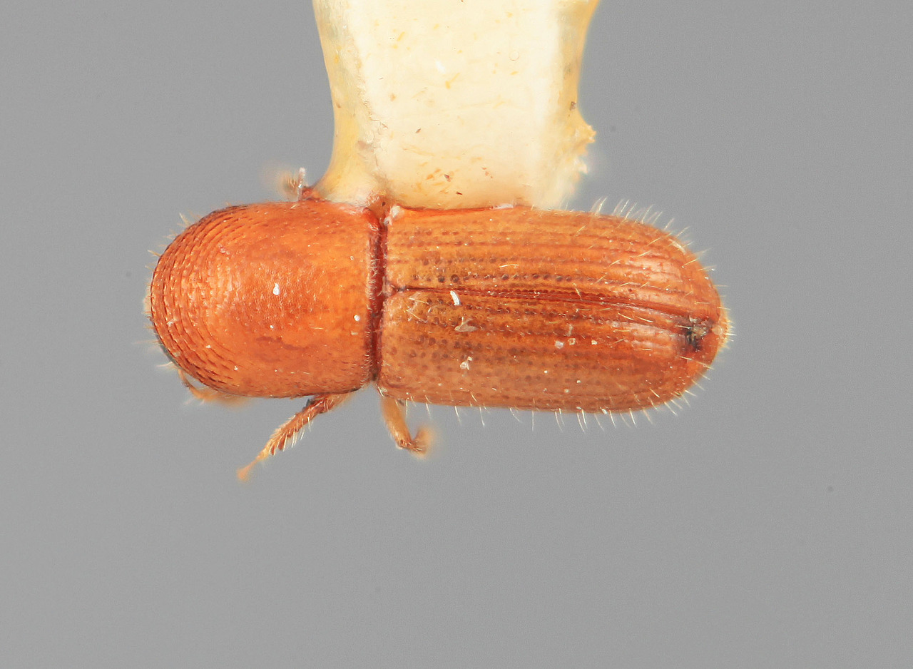 Genus / Species: Scolytodes marginatus | Image Author: SM Smith | Location: Costa Rica, Puntarenas, Dominical | Image Type: holotype | Collection: Entomology
