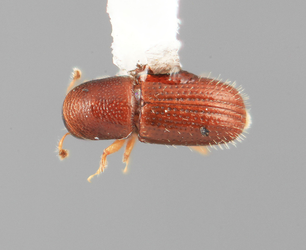 Genus / Species: Scolytodes pusillimus | Image Author: SM Smith | Location: Colombia, Santander, Montoya | Image Type: holotype | Collection: Entomology