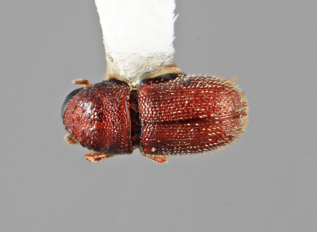 Genus / Species: Eidophelus euphorbiae | Image Author: SM Smith | Location: Sri Lanka, Puttalam, 30 km SE, Put. Dist. | Image Type: holotype | Collection: Entomology