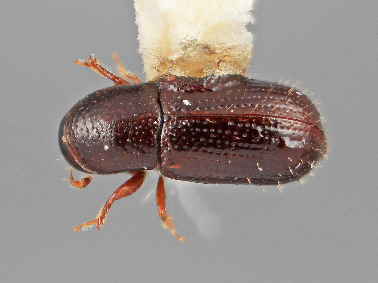 Genus / Species: Scolytodes comitabilis | Image Author: SM Smith | Location: Venezuela, Mérida, Mérida | Image Type: holotype | Collection: Entomology
