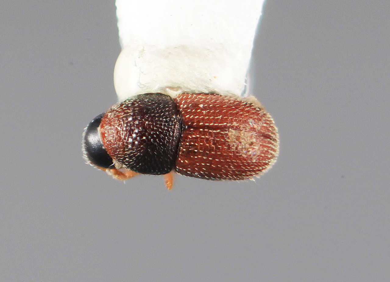 Genus / Species: Eidophelus exiguus | Image Author: SM Smith | Location: Sri Lanka, Puttalam, 30 km SE, Put. Dist. | Image Type: holotype | Collection: Entomology