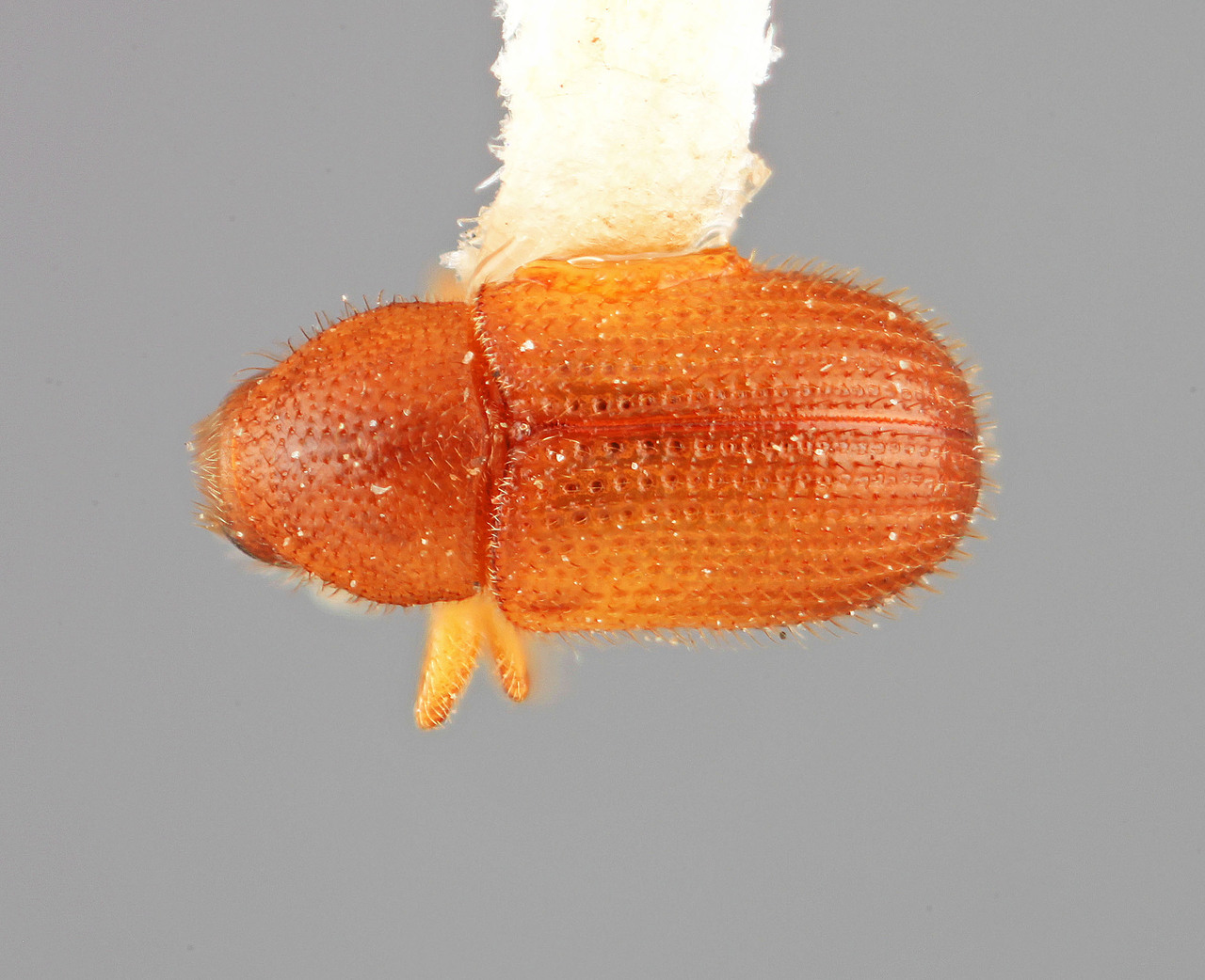 Genus / Species: Phloeotribus simplicidens | Image Author: SM Smith | Location: Colombia, Quindio, Salento | Image Type: holotype | Collection: Entomology
