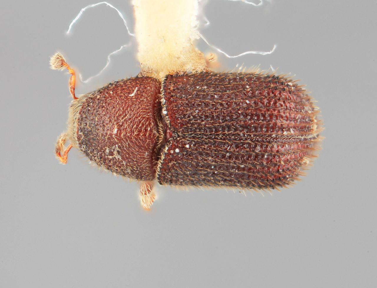 Genus / Species: Phloeotribus destructor | Image Author: SM Smith | Location: México, Michoacán, Morelia | Image Type: holotype | Collection: Entomology