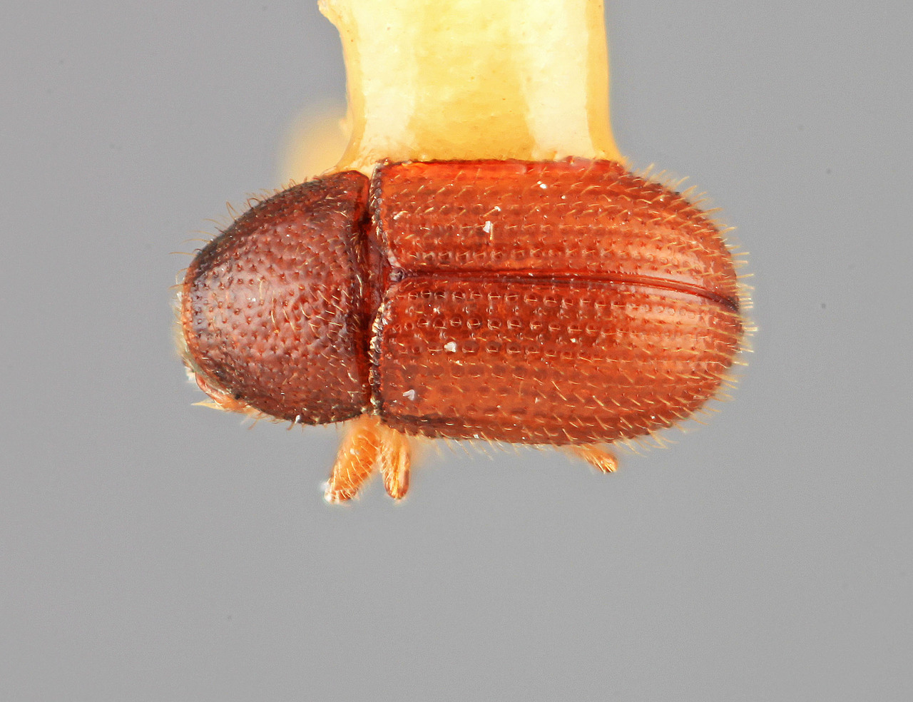 Genus / Species: Phloeotribus ingae | Image Author: SM Smith | Location: Colombia, Valle del Cauca, Buga | Image Type: holotype | Collection: Entomology