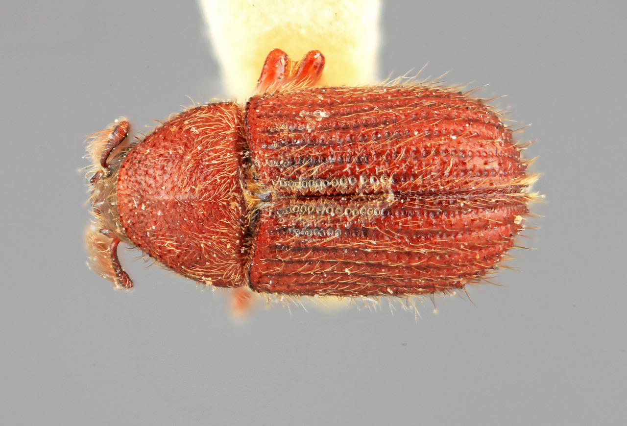 Genus / Species: Phloeotribus pilifer | Image Author: SM Smith | Location: Perú, Huanuco, Shismay | Image Type: holotype | Collection: Entomology