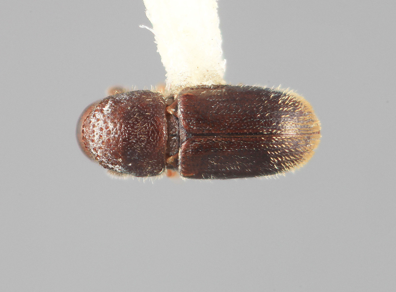 Genus / Species: Stegomerus mirandus | Image Author: SM Smith | Location: Venezuela, Miranda, El Laurel Experimental Farm, 12 km SW Caracas | Image Type: holotype | Collection: Entomology