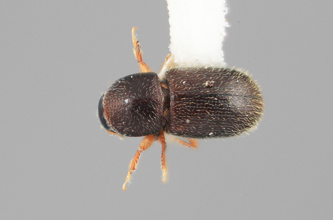 Genus / Species: Scolytodes perpusillus | Image Author: SM Smith | Location: Venezuela, Aragua, Pittier Natl. Pk., Rancho Grande | Image Type: holotype | Collection: Entomology