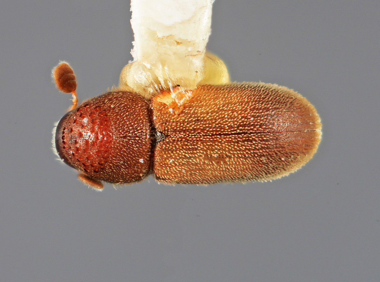 Genus / Species: Stegomerus vulgaris | Image Author: SM Smith | Location: Guatemala, Quetzaltenango, Volcán Zunil | Image Type: holotype | Collection: Entomology