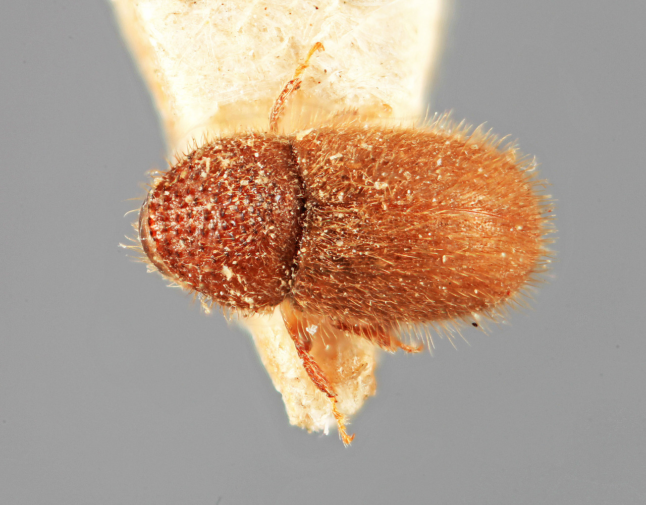 Genus / Species: Cryphalus felis | Image Author: SM Smith | Location: India, Uttar Pradesh, Mussoorie | Image Type: holotype | Collection: Forest Research Institute