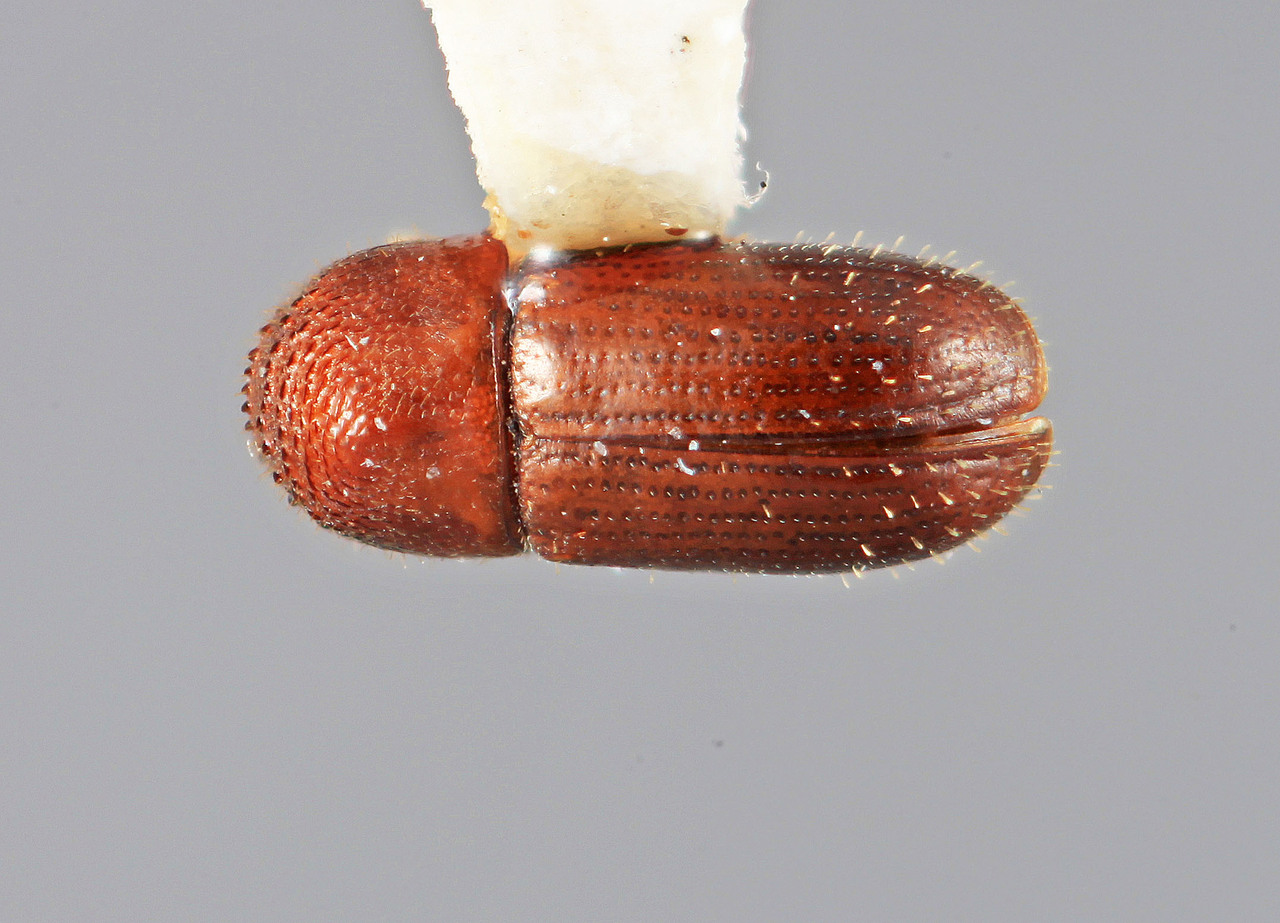 Genus / Species: Cryptocarenus lepidus | Image Author: SM Smith | Location: Costa Rica, Limón, Beverley | Image Type: holotype | Collection: Entomology