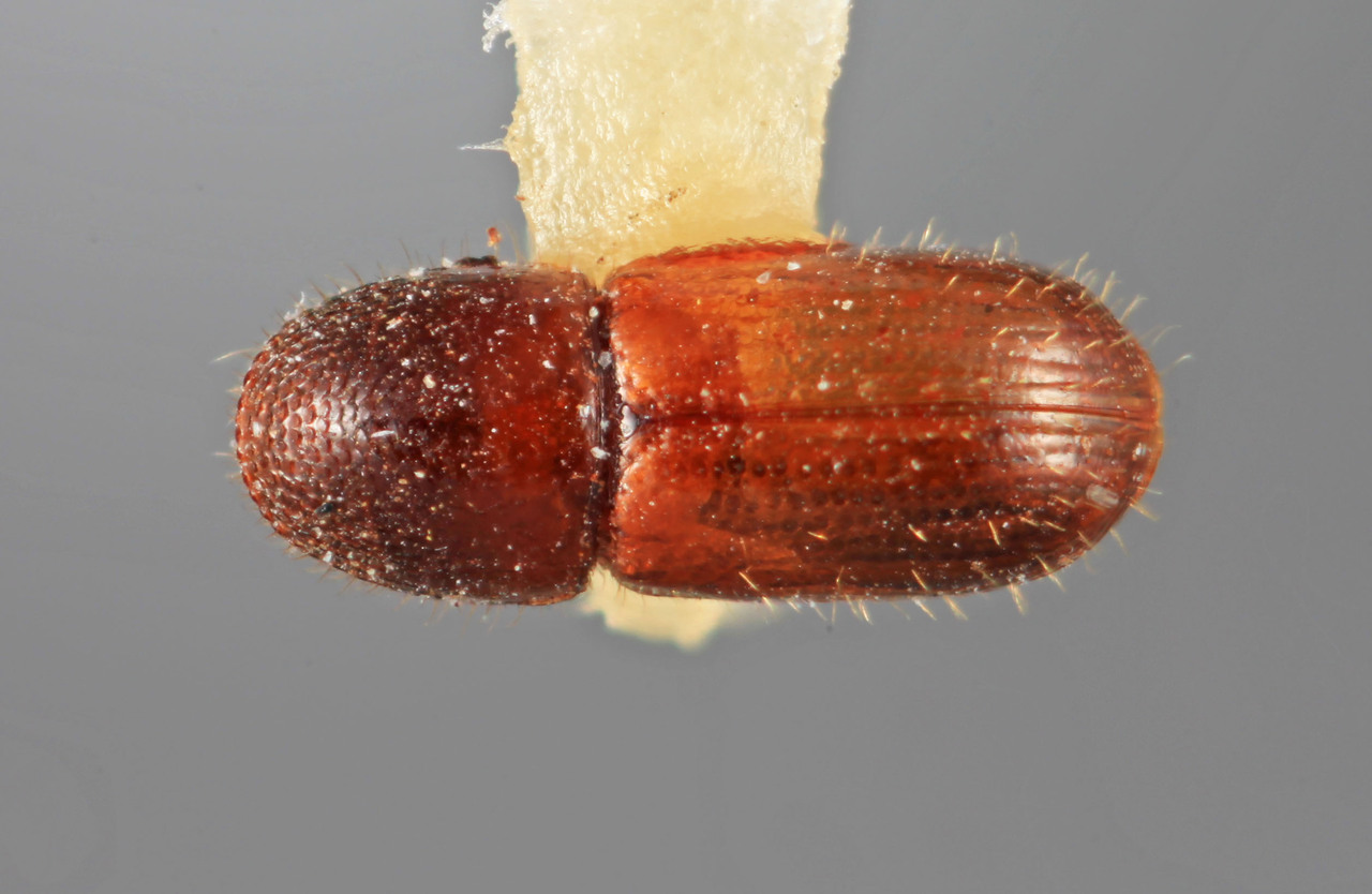 Genus / Species: Cryptocarenus amazonicus | Image Author: SM Smith | Location: Brazil, Amazonas, Reserva Campina, BR 174, km 44 | Image Type: holotype | Collection: Entomology