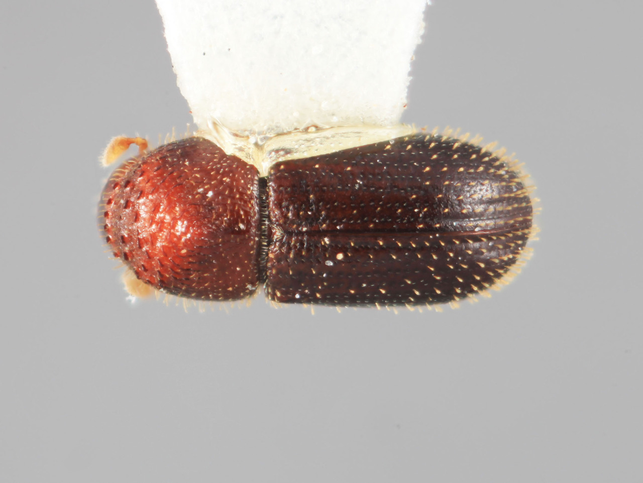 Genus / Species: Cryptocarenus spatulatus | Image Author: SM Smith | Location: México, Oaxaca, Sta. Ma. Chimalapa | Image Type: holotype | Collection: Entomology