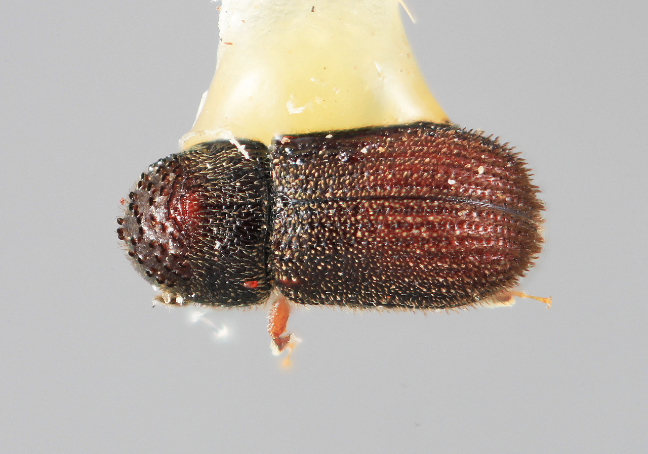 Genus / Species: Eidophelus hirtus | Image Author: SM Smith | Location: México, Oaxaca, Oaxaca, 16 km S | Image Type: holotype | Collection: Entomology