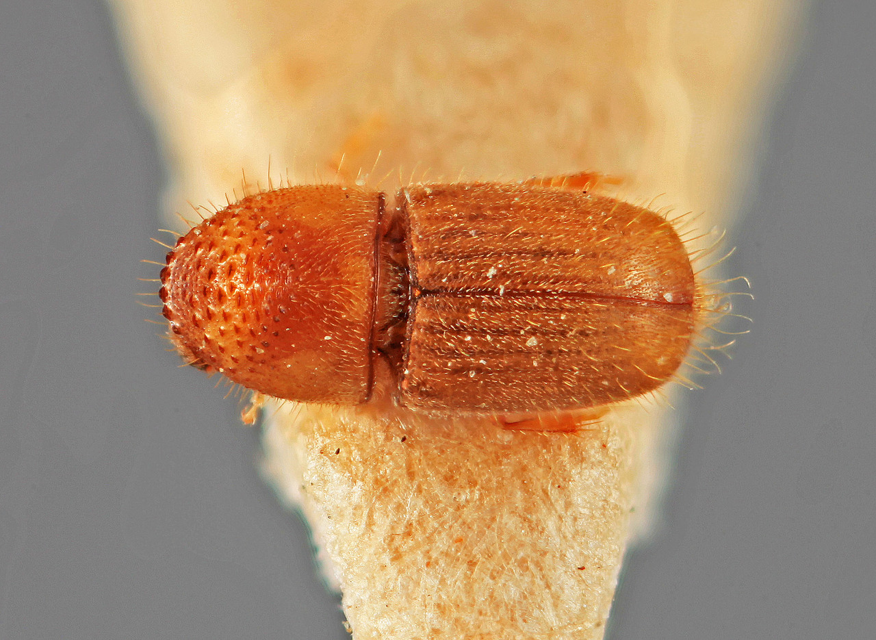 Genus / Species: Cryphalus dipterocarpi | Image Author: SM Smith | Location: India, Assam, Lakhimpur | Image Type: holotype | Collection: Forest Research Institute