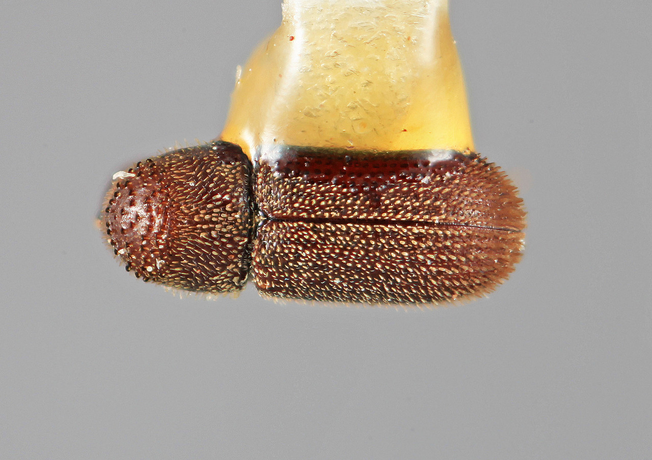 Genus / Species: Eidophelus trucis | Image Author: SM Smith | Location: México, Oaxaca, Oaxaca, 16 km S | Image Type: holotype | Collection: Entomology