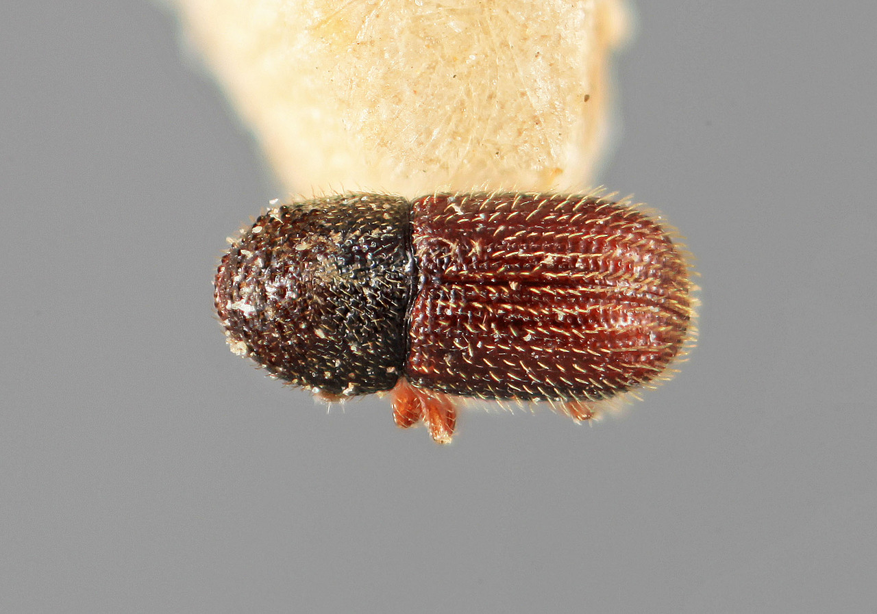 Genus / Species: Eidophelus indicus | Image Author: SM Smith | Location: India, Madhya Pradesh, Amarkantak | Image Type: holotype | Collection: Forest Research Institute