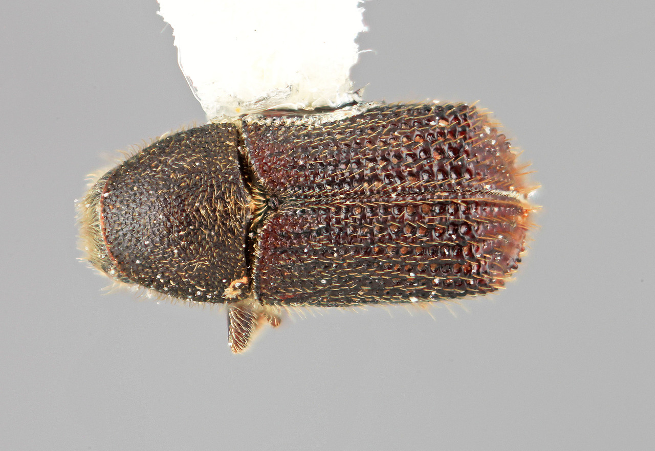 Genus / Species: Phloeotribus perniciosus | Image Author: SM Smith | Location: México, Michoacán, Carr. Pátzcuaro-Ario de Rosales | Image Type: holotype | Collection: Entomology