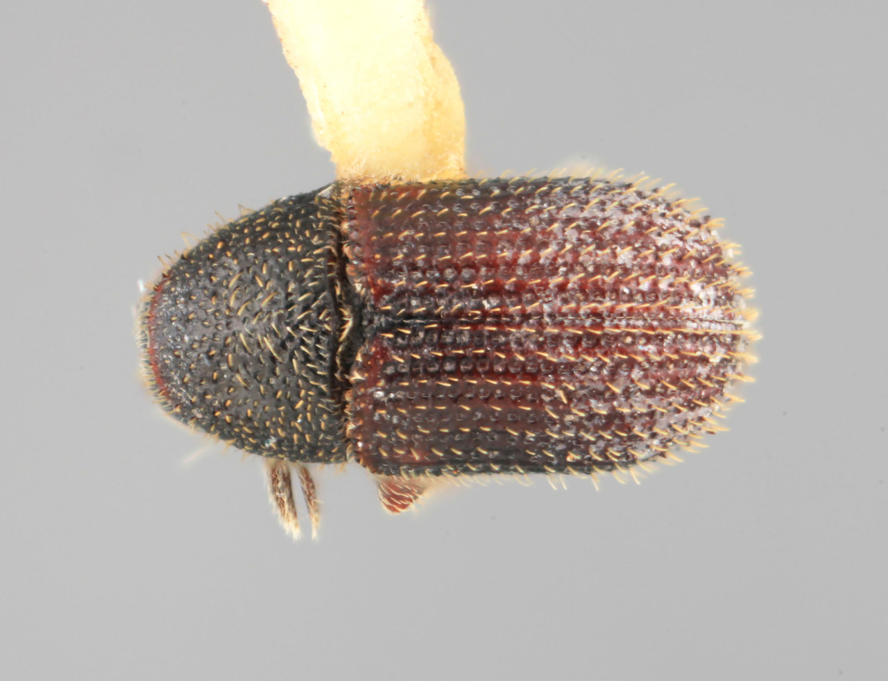 Genus / Species: Phloeotribus geminus | Image Author: SM Smith | Location: México, Jalisco, Acatlán | Image Type: holotype | Collection: Entomology