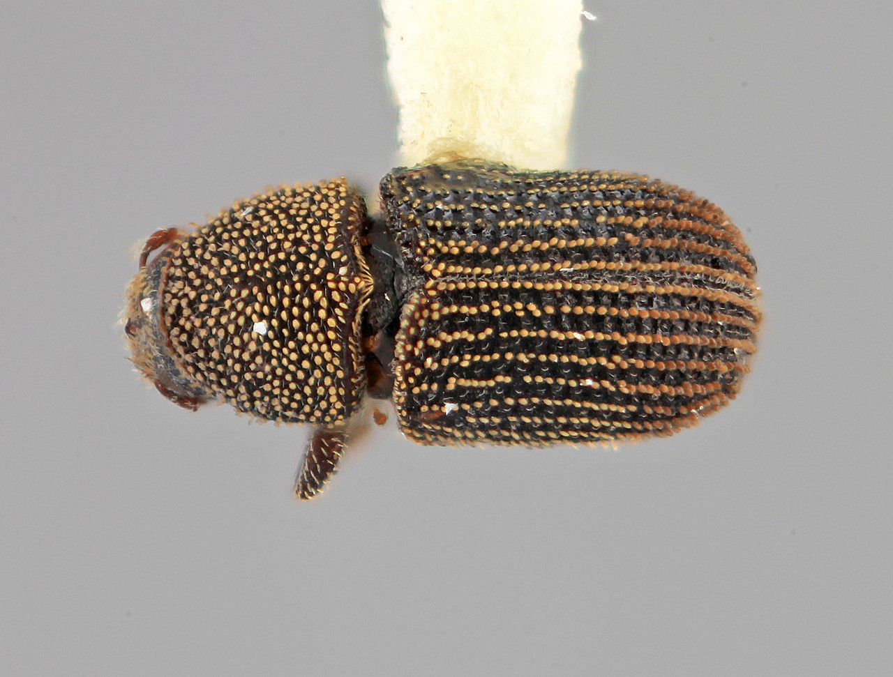 Genus / Species: Phloeotribus squamiger | Image Author: SM Smith | Location: Venezuela, Aragua, Colonia Tovar | Image Type: holotype | Collection: Entomology