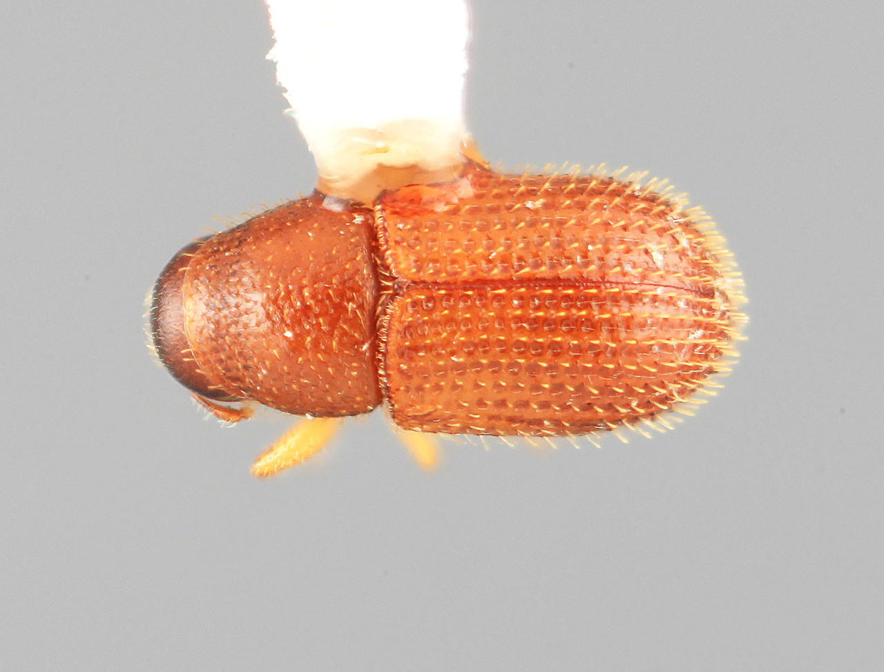 Genus / Species: Phloeotribus simplex | Image Author: SM Smith | Location: Panamá, Panamá, Ft. Clayton | Image Type: holotype | Collection: Entomology
