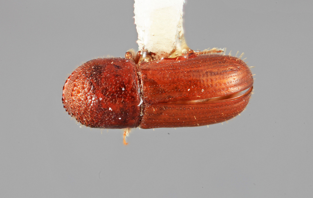 Genus / Species: Cryptocarenus frontalis | Image Author: SM Smith | Location: Venezuela, Barinas, Miri, 10 km SE  | Image Type: holotype | Collection: Entomology