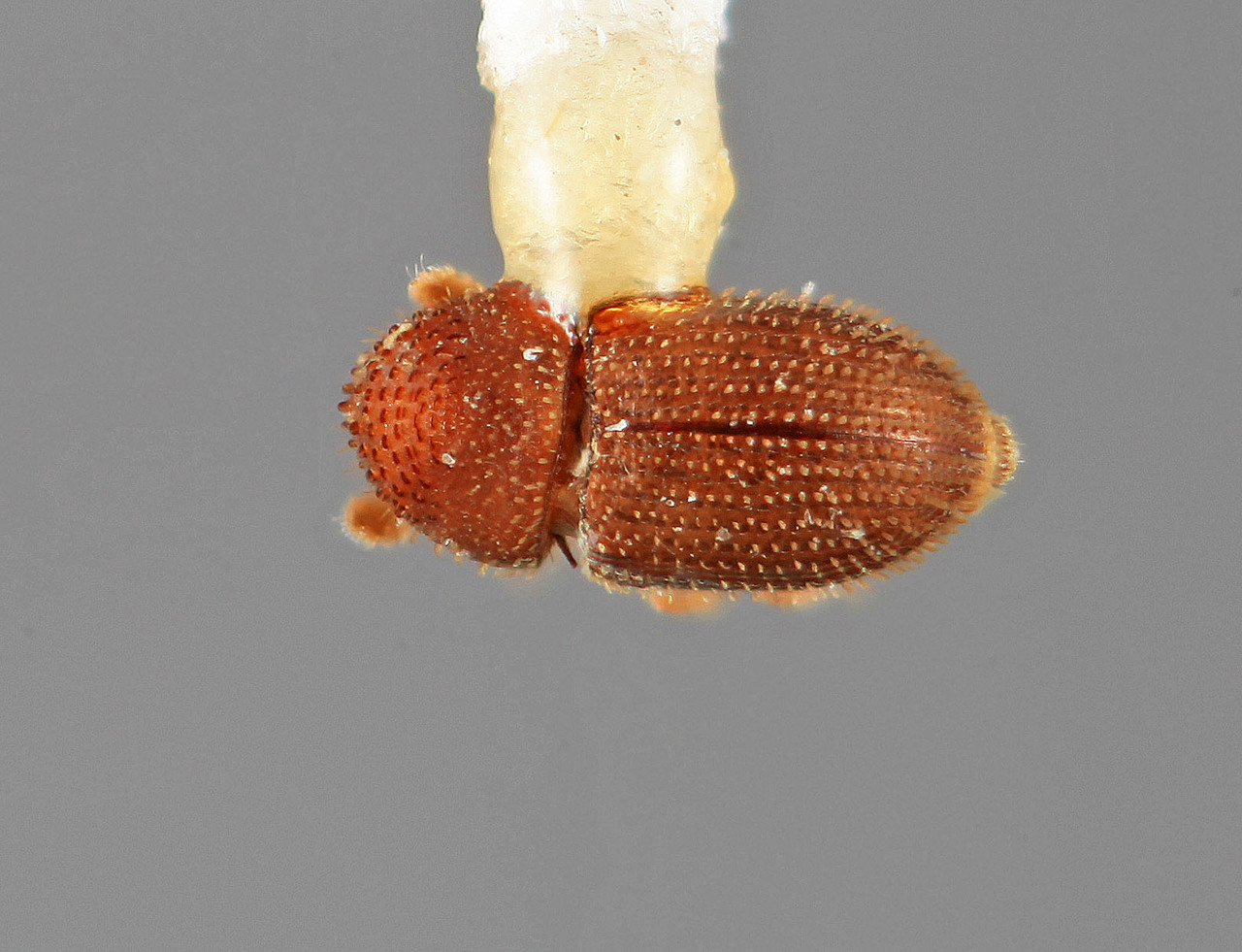 Genus / Species: Hypothenemus nanellus | Image Author: SM Smith | Location: Costa Rica, Cartago, Turrialba | Image Type: holotype | Collection: Entomology