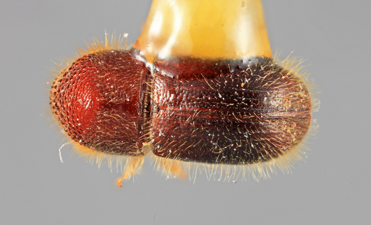 Genus / Species: Cryptocarenus pubescens | Image Author: SM Smith | Location: Brazil, Amazonas, Manaus | Image Type: holotype | Collection: Entomology