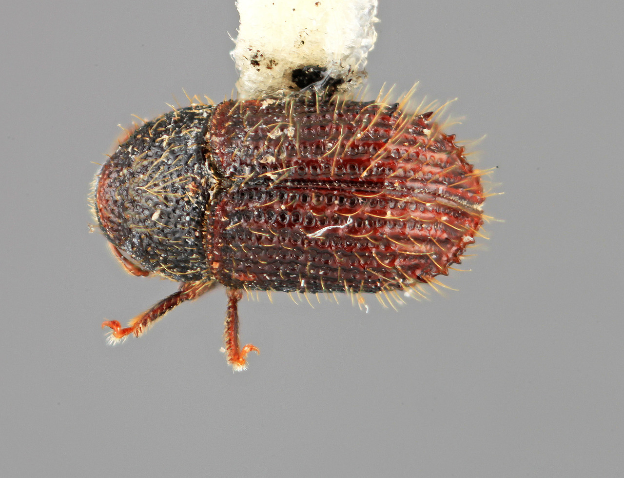 Genus / Species: Phloeotribus hirtus | Image Author: SM Smith | Location: Colombia, Cundinamarca, Caparapi | Image Type: holotype | Collection: Entomology