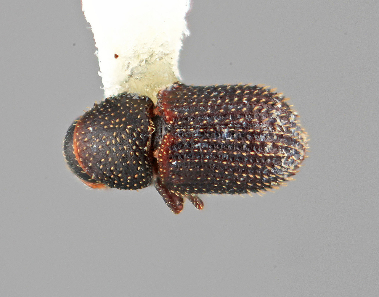Genus / Species: Phloeotribus vesculus | Image Author: SM Smith | Location: Venezuela, Zulia, El Pino, 5 km W | Image Type: holotype | Collection: Entomology