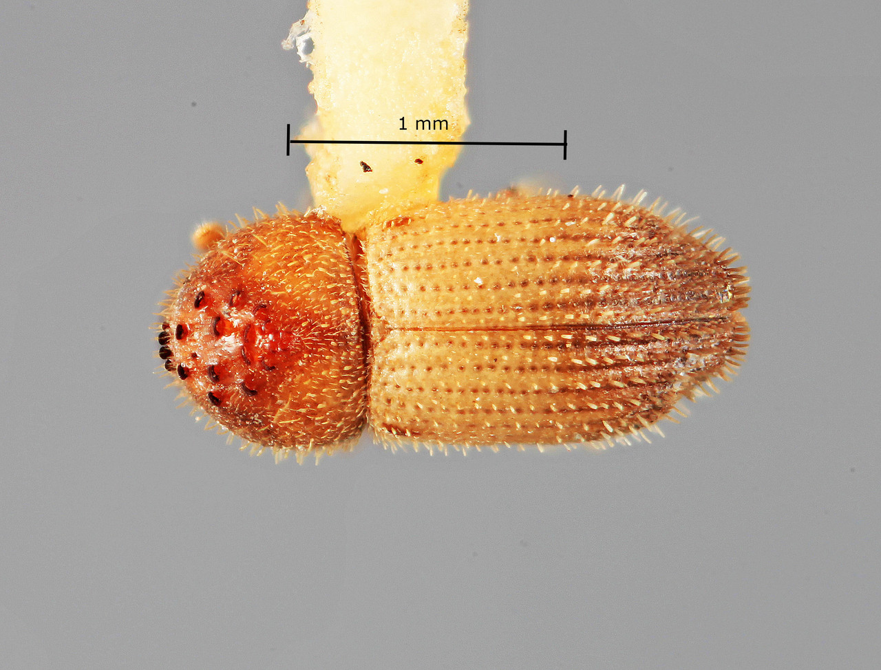 Genus / Species: Hypothenemus apicalis | Image Author: SM Smith | Location: México, Colima, Armeria, 3 km E. | Image Type: holotype | Collection: Entomology