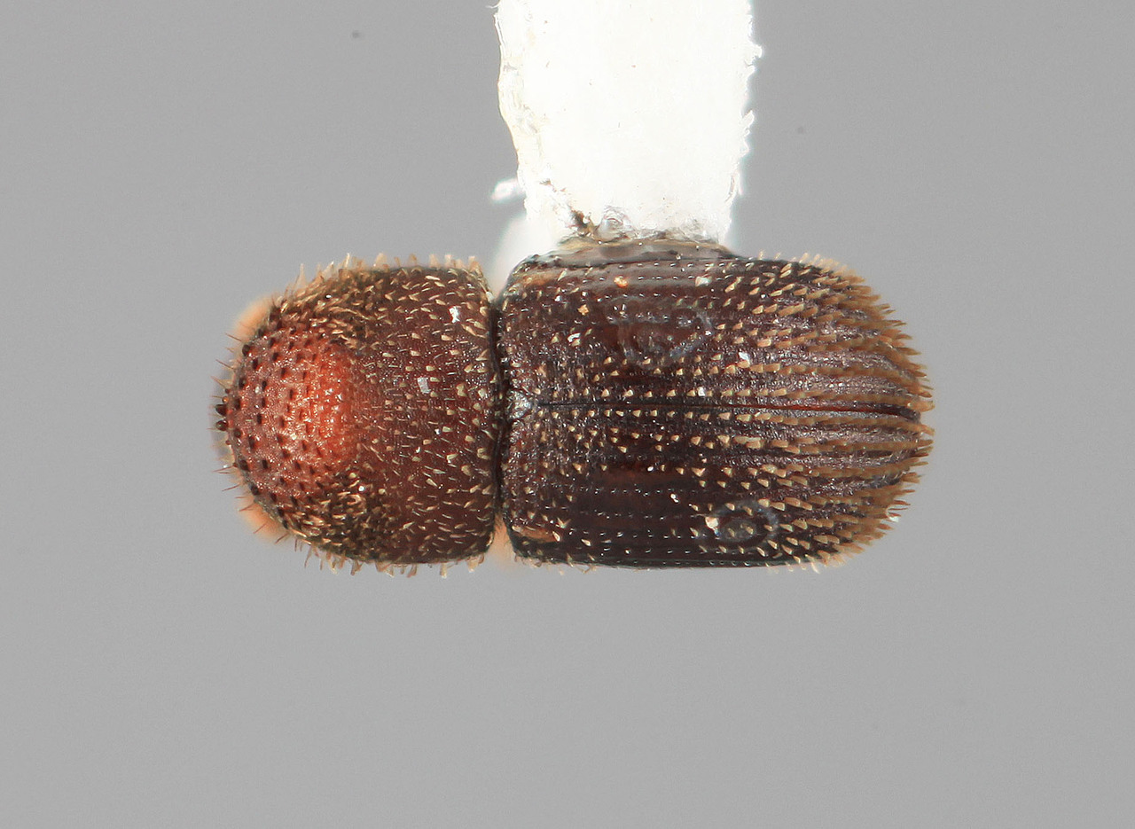 Genus / Species: Hypothenemus barinensis | Image Author: SM Smith | Location: Venezuela, Barinas, Miri, 10 km SE  | Image Type: holotype | Collection: Entomology