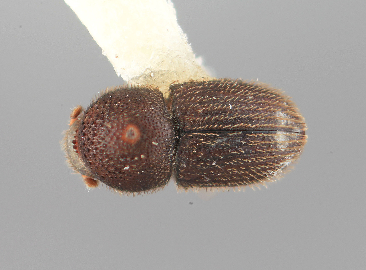 Genus / Species: Hypothenemus virolae | Image Author: SM Smith | Location: Venezuela, Mérida, El Vigía, 20 km SW | Image Type: holotype | Collection: Entomology