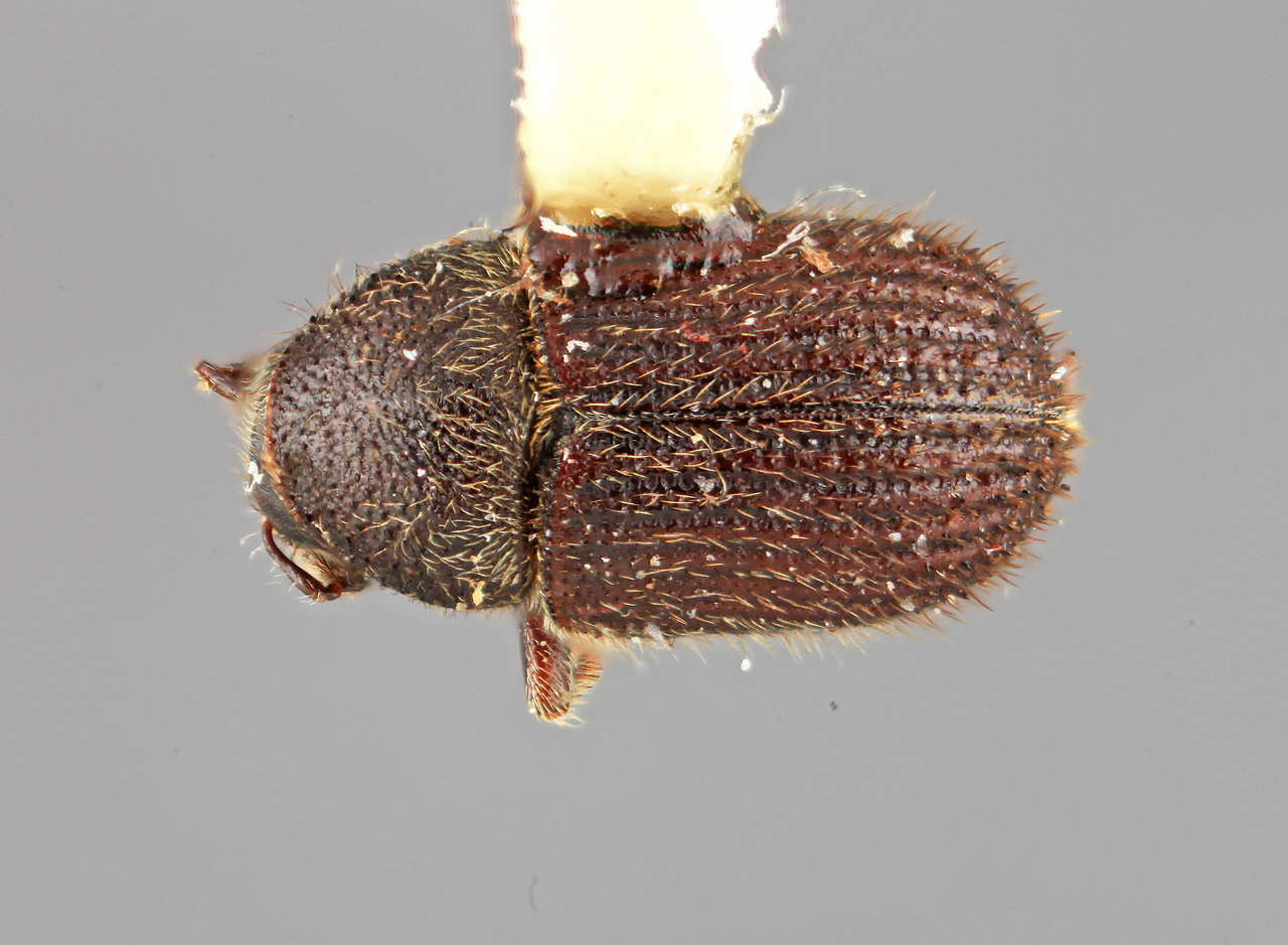 Genus / Species: Phloeotribus hirticulus | Image Author: SM Smith | Location: Venezuela, Mérida, La Carbonera, 50 km NE Merida | Image Type: holotype | Collection: Entomology