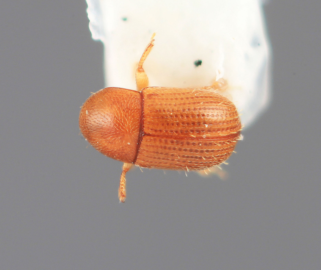 Genus / Species: Scolytodes crassus | Image Author: SM Smith | Location: Panamá, Panamá, Isla Barro Colorado | Image Type: holotype | Collection: Entomology