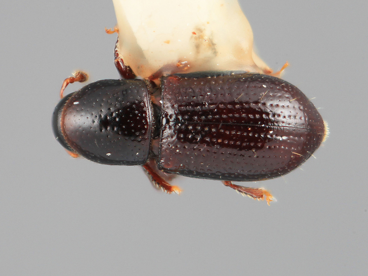 Genus / Species: Scolytodes radiatus | Image Author: SM Smith | Location: Costa Rica, San José, La Georgiana, 79 km SE San José | Image Type: holotype | Collection: Entomology