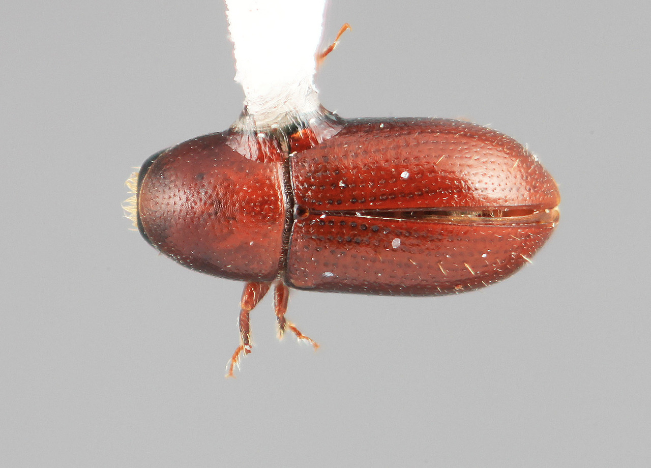 Genus / Species: Scolytodes irazuensis | Image Author: SM Smith | Location: Costa Rica, Cartago, Volcán Irazú | Image Type: holotype | Collection: Entomology