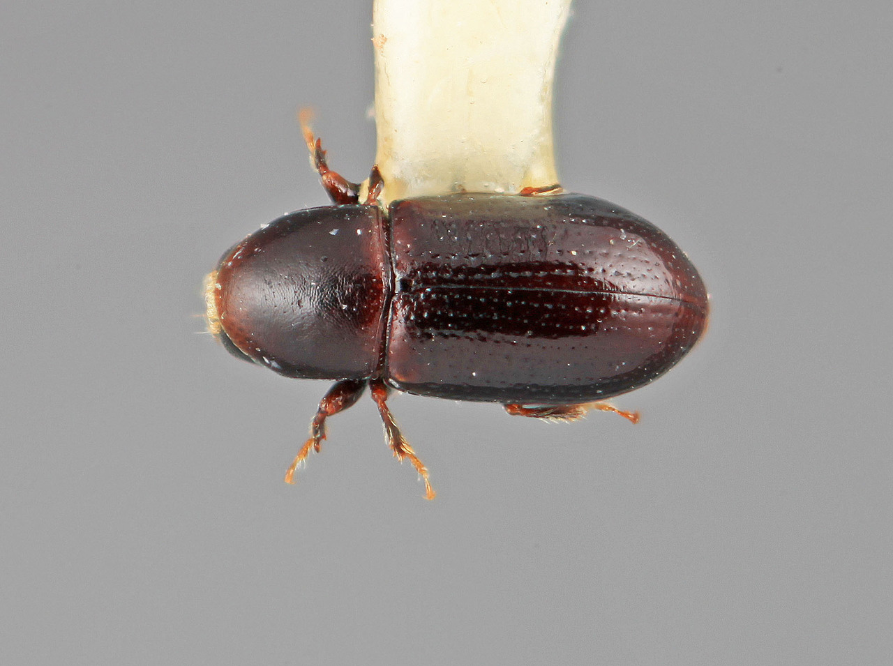 Genus / Species: Scolytodes volcanus | Image Author: SM Smith | Location: Costa Rica, Heredia, Volcan Poas | Image Type: holotype | Collection: Entomology