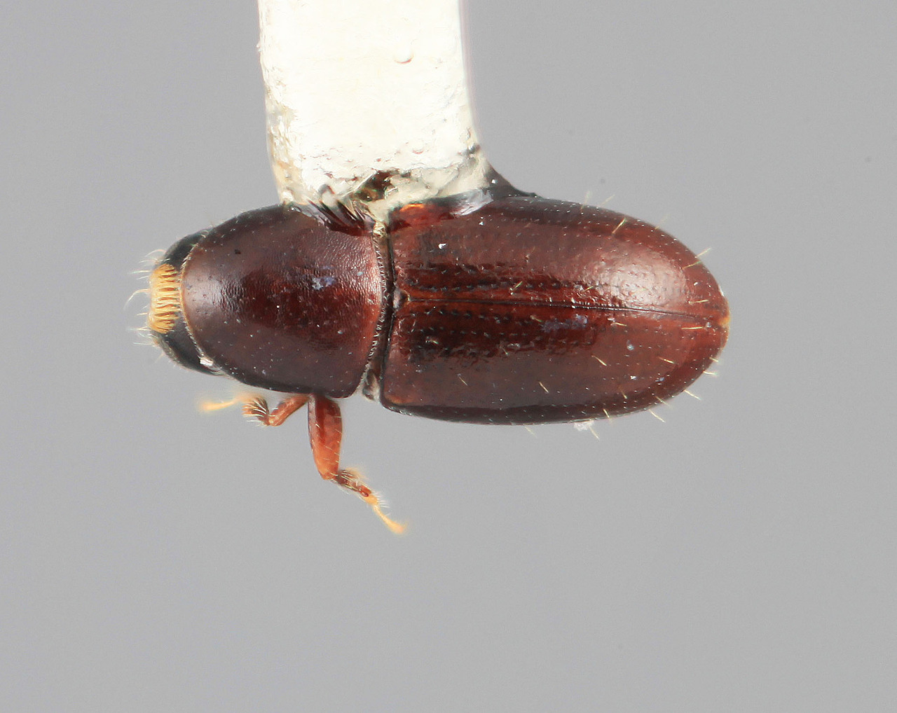 Genus / Species: Scolytodes anceps | Image Author: SM Smith | Location: Colombia, Antioquía, Piedras Blancas, 10 km E Medellin | Image Type: holotype | Collection: Entomology