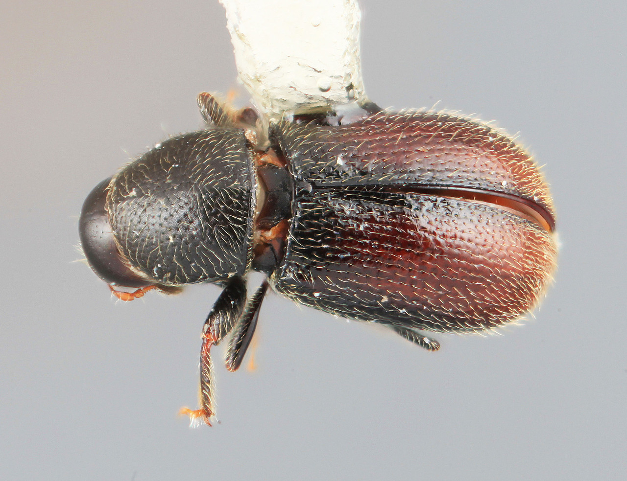 Genus / Species: Scolytodes semipunctatus | Image Author: SM Smith | Location: Venezuela, Mérida, Mérida, pico Bolivar Teleférico | Image Type: holotype | Collection: Entomology