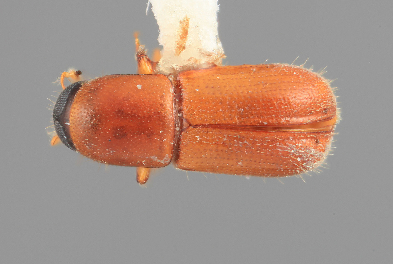 Genus / Species: Scolytodes ommateus | Image Author: SM Smith | Location: Colombia, Valle del Cauca, Colonia, 8 km S | Image Type: holotype | Collection: Entomology