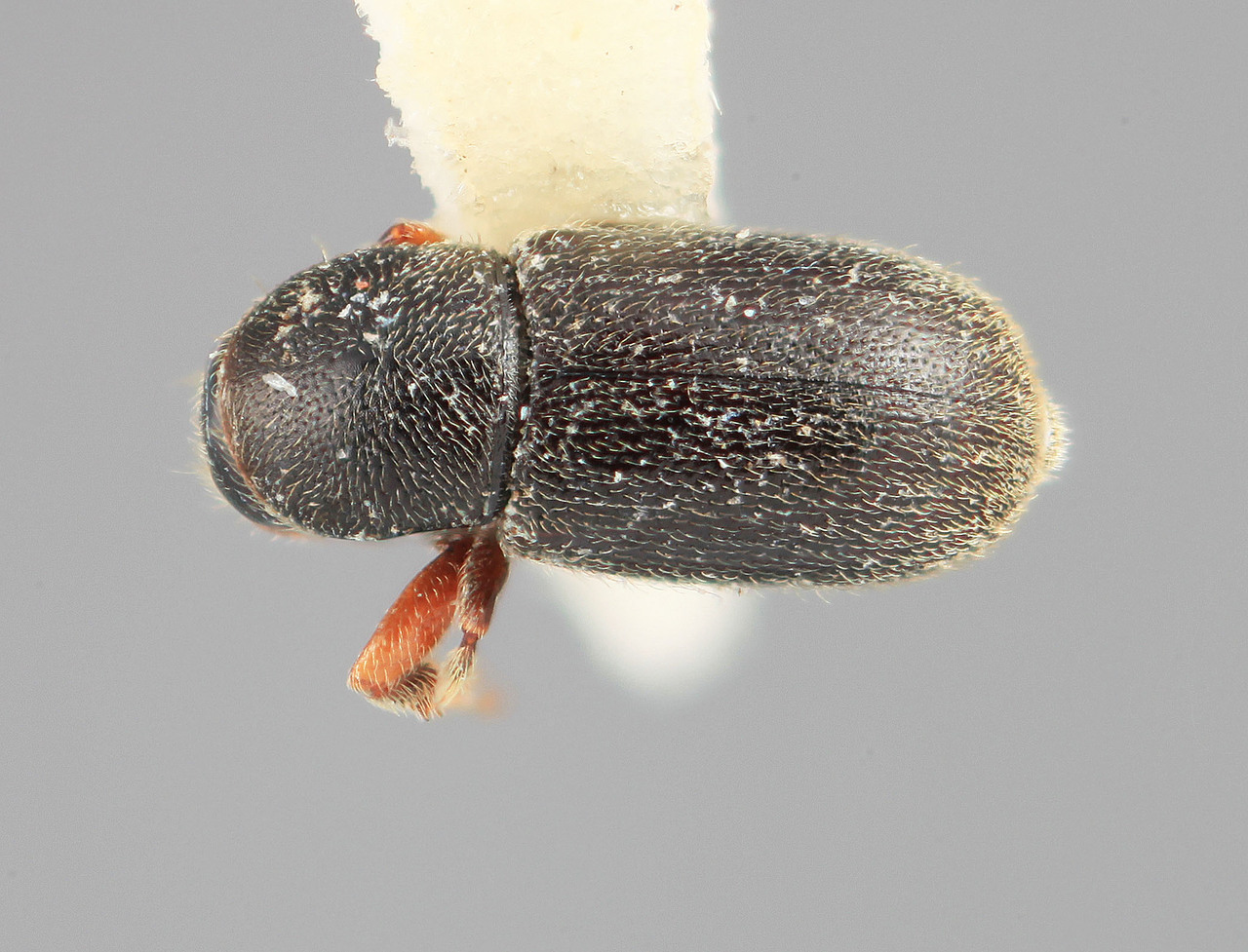 Genus / Species: Scolytodes habilis | Image Author: SM Smith | Location: Venezuela, Mérida, Mérida, 30 km E | Image Type: holotype | Collection: Entomology