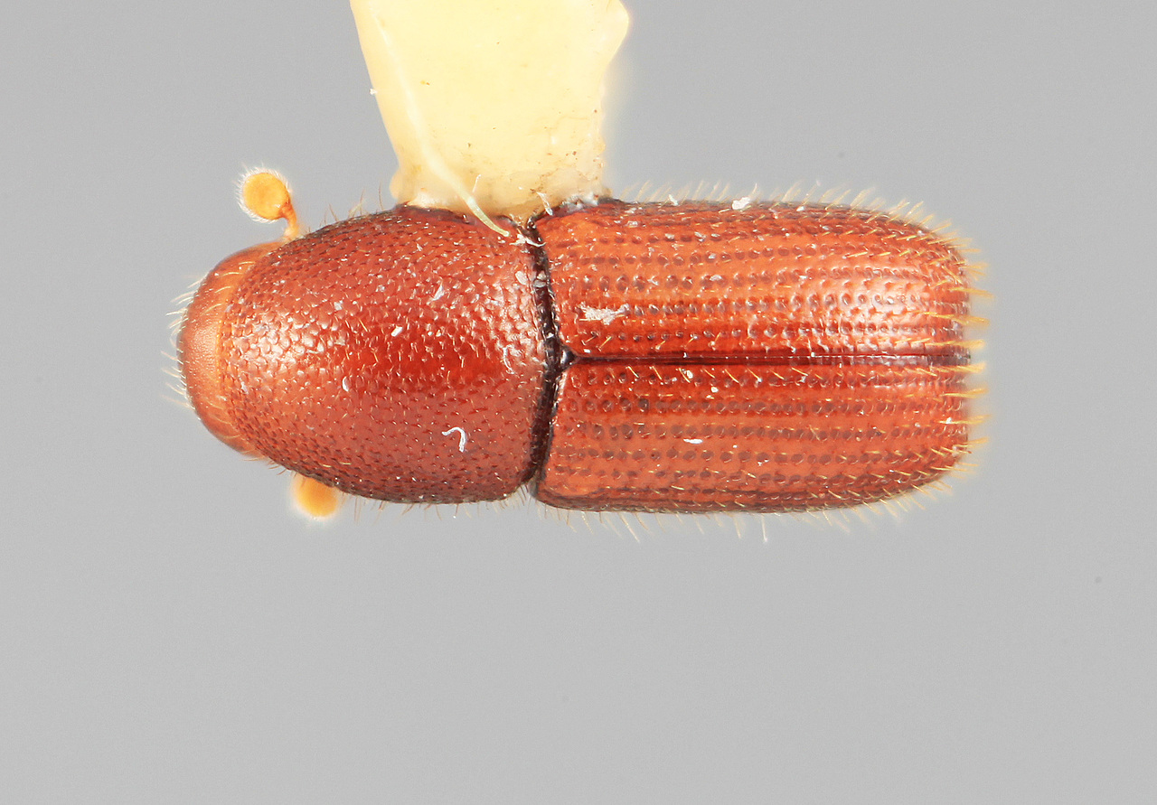 Genus / Species: Dendrocranulus securus | Image Author: SM Smith | Location: Costa Rica, San José, Rio Damitas, Dota  Mts. | Image Type: holotype | Collection: Entomology