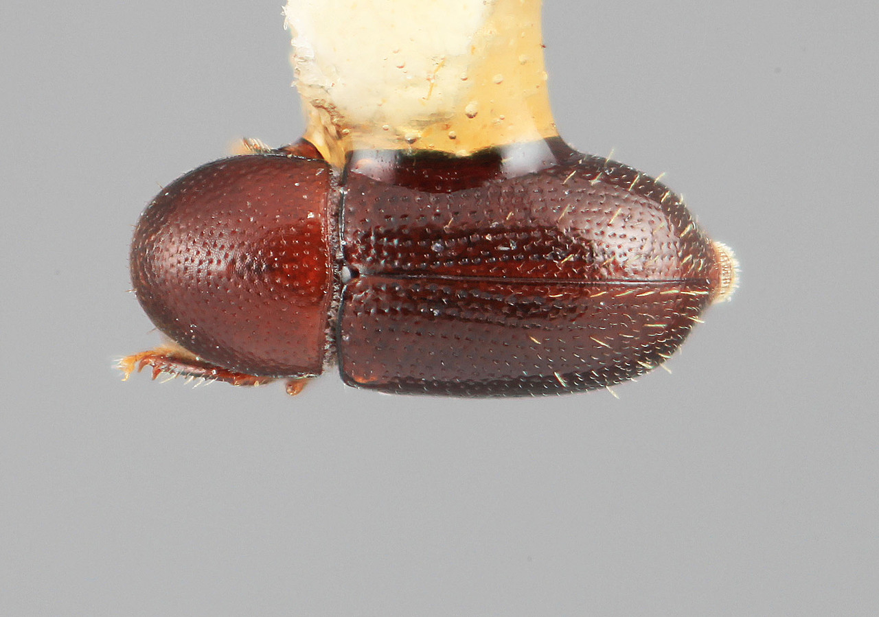 Genus / Species: Scolytodes venustulus | Image Author: SM Smith | Location: Panamá, Chiriquí, Cerro Punta | Image Type: holotype | Collection: Entomology