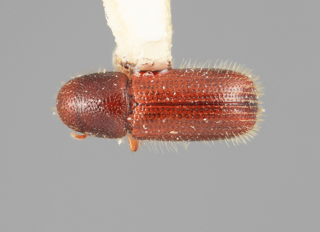 Genus / Species: Dendrocranulus modus | Image Author: SM Smith | Location: Venezuela, Mérida, Mérida | Image Type: holotype | Collection: Entomology