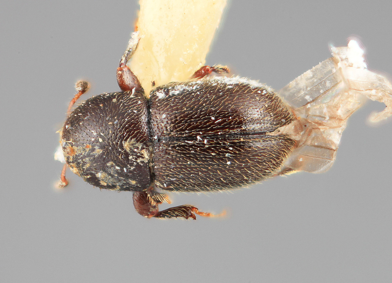 Genus / Species: Scolytodes hirsutus | Image Author: SM Smith | Location: Costa Rica, Cartago, Tapanti | Image Type: holotype | Collection: Entomology