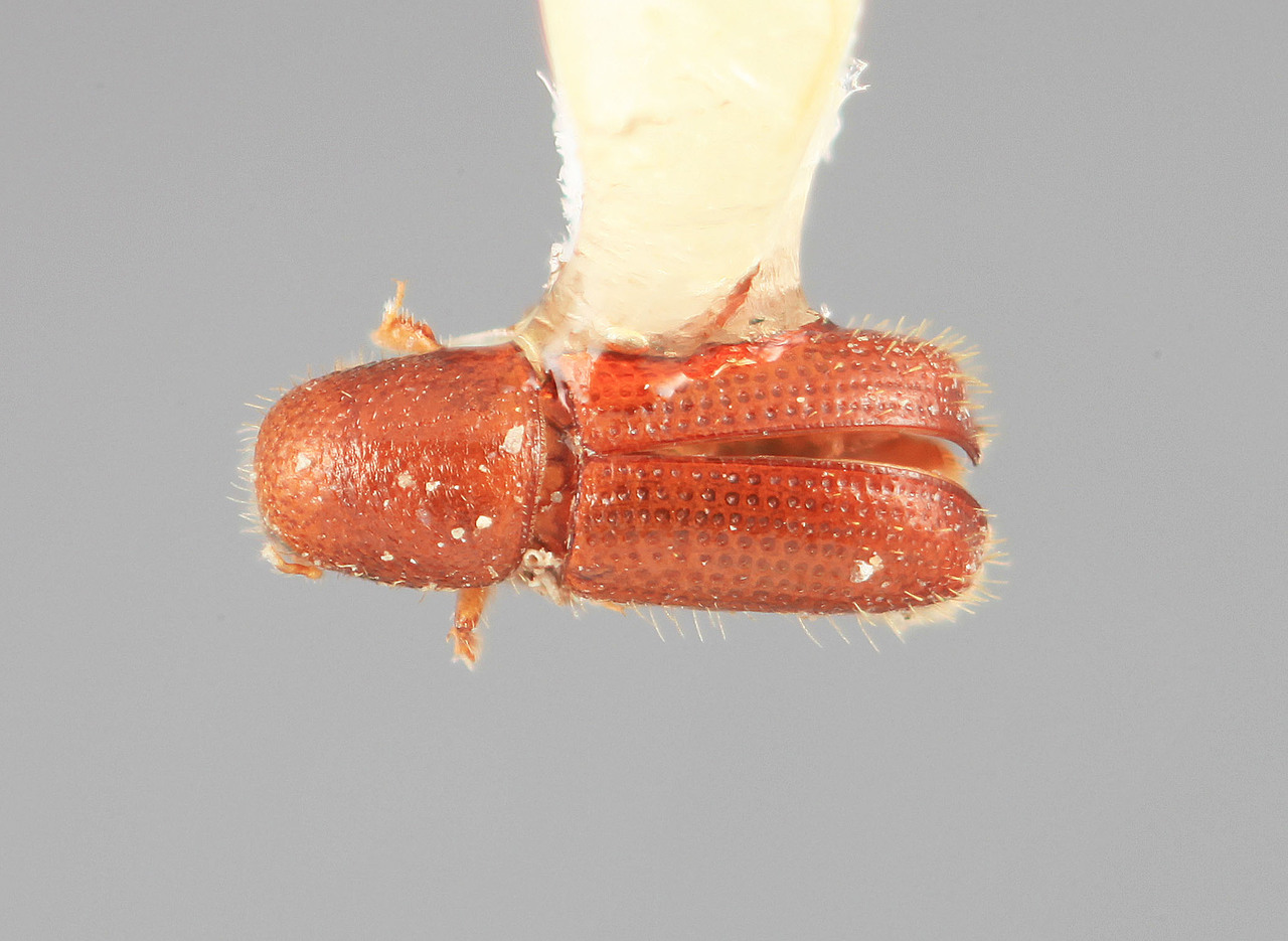 Genus / Species: Dendrocranulus conditus | Image Author: SM Smith | Location: Venezuela, Barinas, Bum Bum Forest Station | Image Type: holotype | Collection: Entomology