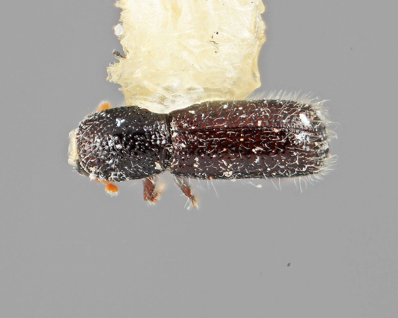 Genus / Species: Dendrocranulus gracilis | Image Author: SM Smith | Location: México, Morelos, Carr. Xochimilco-Oaxtepec, km 58 | Image Type: holotype | Collection: Entomology