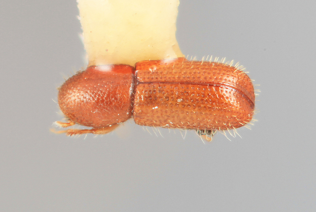 Genus / Species: Dendrocranulus pumilus | Image Author: SM Smith | Location: Costa Rica, San José, Rio Damitas, Dota  Mts. | Image Type: holotype | Collection: Entomology